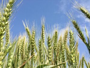 Buğday ve mısırda Ukrayna etkisi
