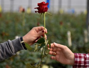 14 Şubat’ta gül fiyatları belli oldu