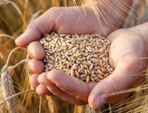 Türkiye buğday sıkıntısı yaşayacak mı?