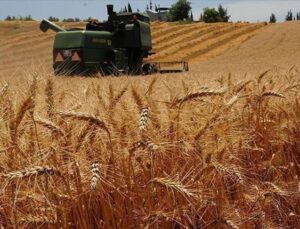 Türkiye 6 bin liradan buğday ithal edecek