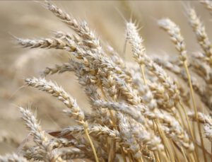Buğday fiyatları, haftalık bazda yüzde 40 arttı