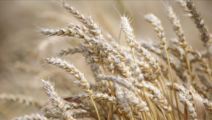 Buğday fiyatları, haftalık bazda yüzde 40 arttı