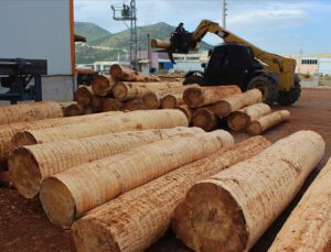Bazı kereste ürünlerinin ihracatına sınırlama