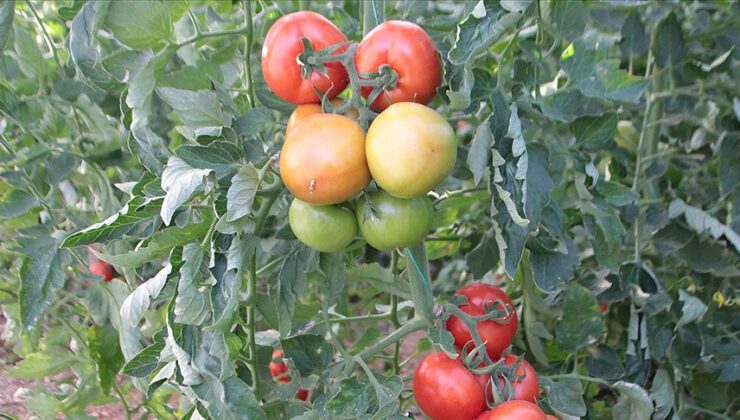 Rusya’ya ihracatta nakliye sorununa çözüm aranıyor