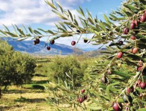 Danıştay’dan “zeytin” kararı