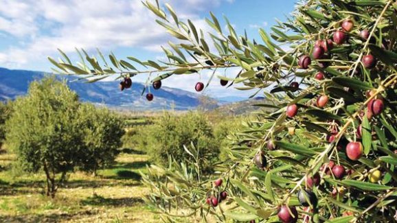 Danıştay’dan “zeytin” kararı