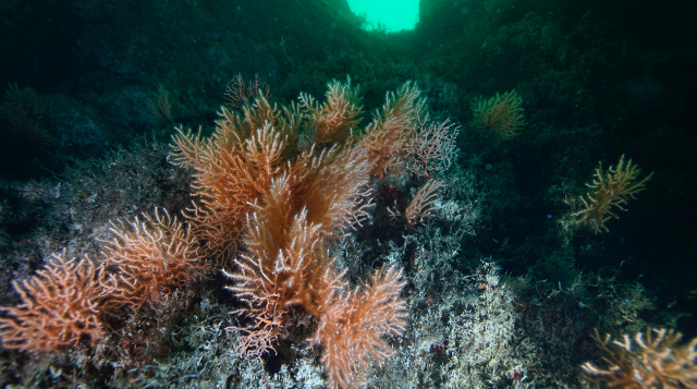 Marmara Denizi’ne ekilen mercanlar çoğalmaya başladı