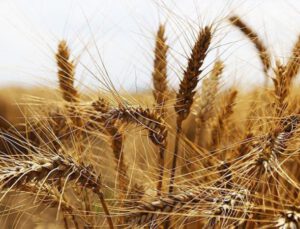 “Küresel buğday stokları alarm veriyor”