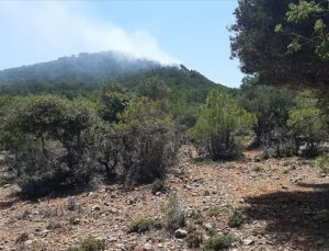 Mersin ve Muğla’da orman yangınları