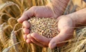 Buğday ve arpa alım fiyatında değişiklik