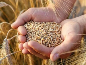 Buğday ve arpa alım fiyatında değişiklik