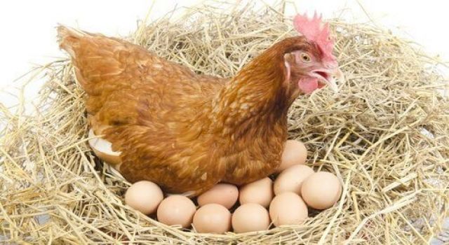 Yumurtacılara “Rekabet” soruşturması