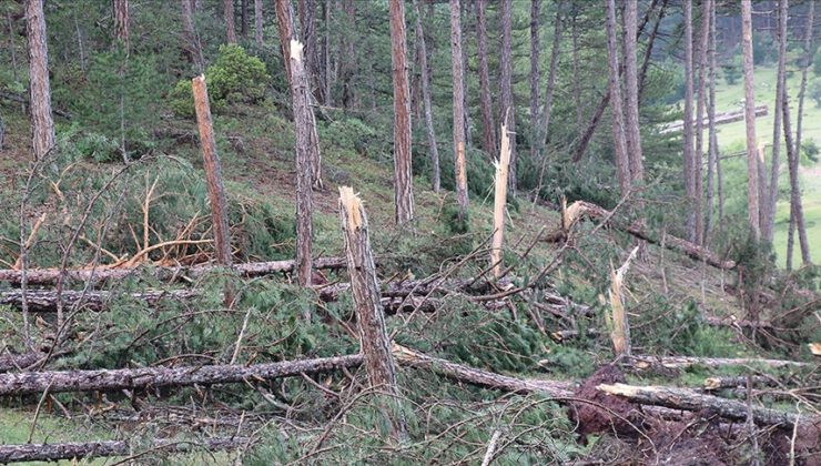 Hortum yüzlerce çam ağacına zarar verdi