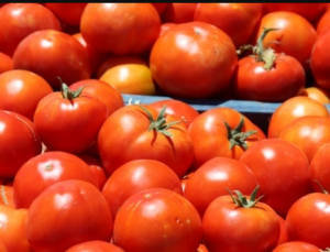 Kilis’te bu sezon domates verimi yüksek