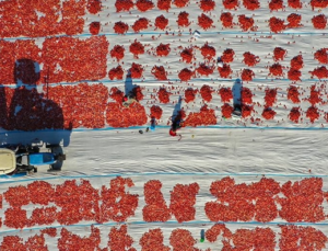 Torbalı Ovası’nda domatesler ihracat için güneşe serildi