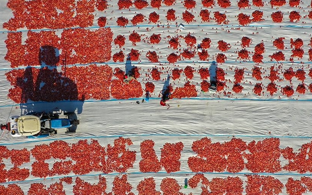 Torbalı Ovası’nda domatesler ihracat için güneşe serildi