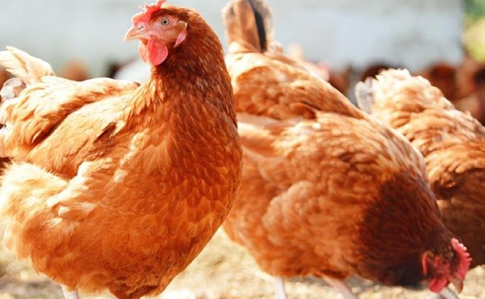 Tavuk eti üretimi temmuzda yıllık bazda yüzde 16,5 arttı