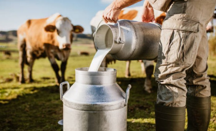 Toplanan inek sütü miktarı temmuzda yıllık bazda yüzde 0,6 arttı