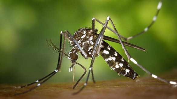 Dikkat! Sivrisinekler hastanelik ediyor