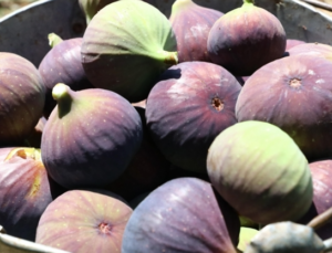 “Bursa siyahı” inciri için yurt dışından alım heyetleri geldi