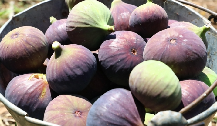 “Bursa siyahı” inciri için yurt dışından alım heyetleri geldi