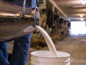 Süt üreticileri büyük krizde