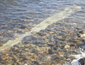 İznik Gölü’nde sular çekilince ortaya çıktı