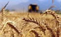 Buğdayda gümrük vergisi tekrar yüzde 130’a çıktı