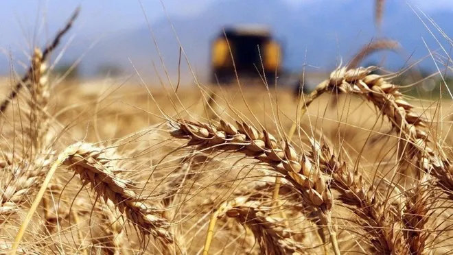 Buğdayda gümrük vergisi tekrar yüzde 130’a çıktı