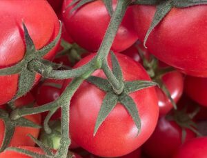 Rusya’ya domates ihracatında kota artırıldı