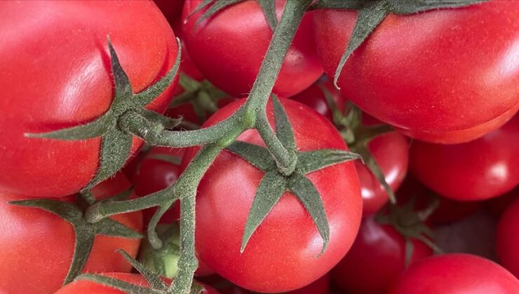 Rusya’ya domates ihracatında kota artırıldı