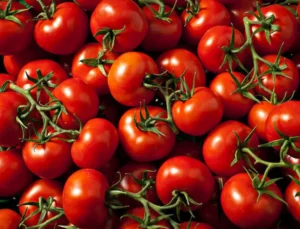 Rusya, Türkiye’den domates ithalat kotasını artırdı