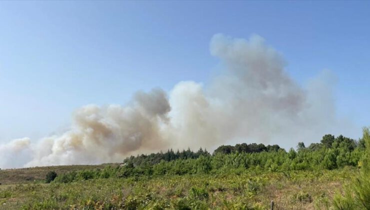 Beykoz’da ormanlık alanda yangın