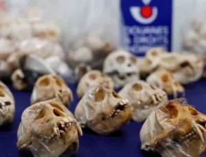 Gümrükte 400 maymun kafatası ele geçirildi