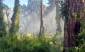 Manavgat’ta oteller bölgesine yakın noktada orman yangını