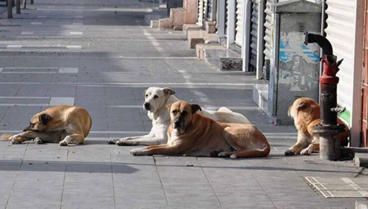 Cumhurbaşkanı Erdoğan’dan sokak hayvanları talimatı