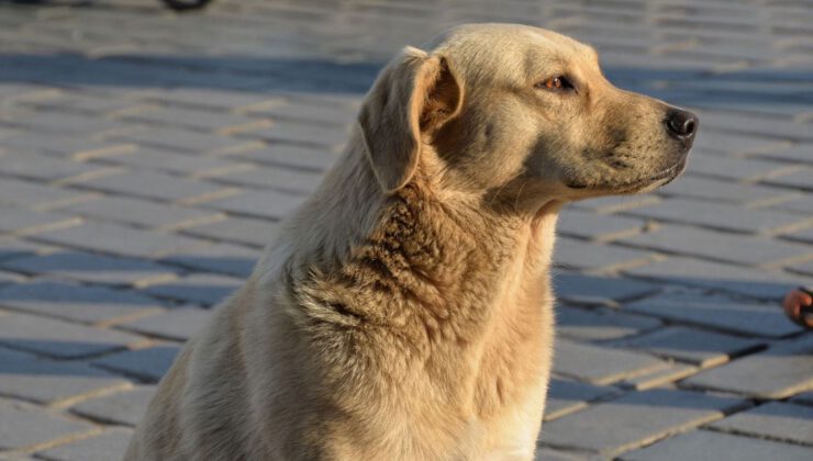 Hükümet uyutmakta kararlı