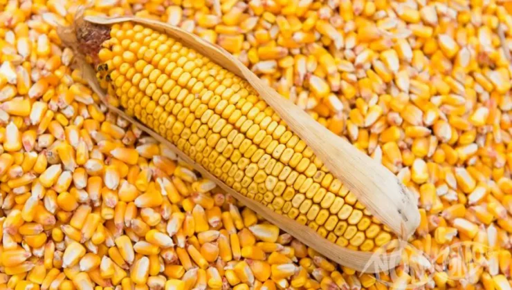 Usulsüz GDO’lu mısır ithalatına açıklama