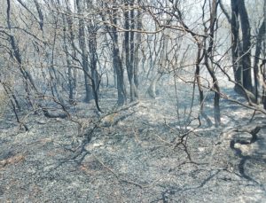 Muğla, Çanakkale, İstanbul ve İzmir’de orman yangınları