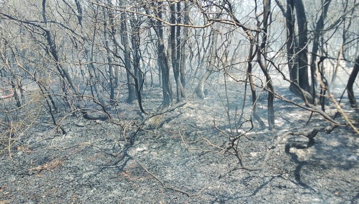 Muğla, Çanakkale, İstanbul ve İzmir’de orman yangınları