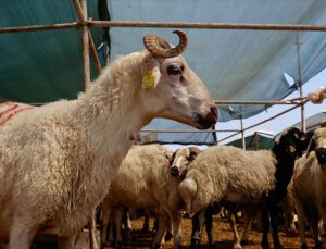 Türk Kızılay, kurban vekaleti bedellerini açıkladı