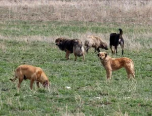 “Ötanazi” kelimesi çıkarıldı