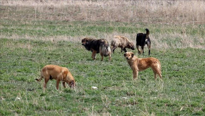 “Ötanazi” kelimesi çıkarıldı