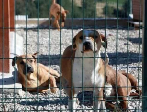 Sahipsiz köpek düzenlemesi yasalaştı