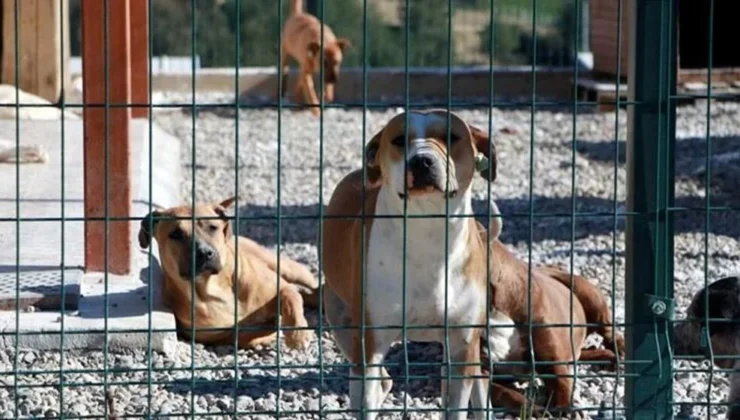 Sahipsiz köpek düzenlemesi yasalaştı