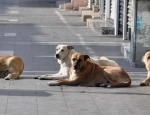 Sokak hayvanları konusunda sorumluluk belediyelerde