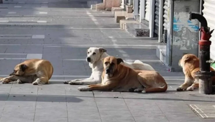 Sokak hayvanları konusunda sorumluluk belediyelerde