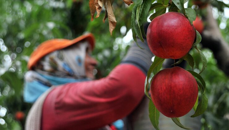 Bursa şeftalisi AB’den coğrafi işaret tescili aldı