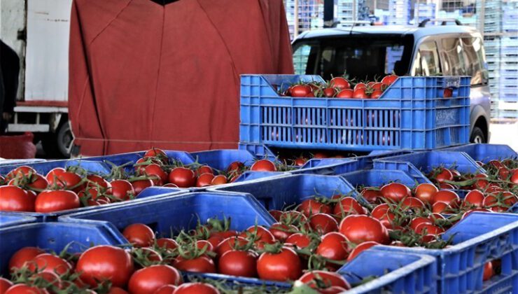 Domatesleri çöpe döken işletmeye para cezası