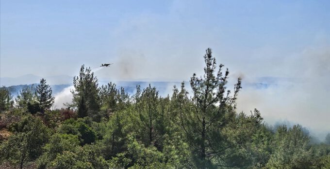 Çanakkale Eceabat’ta orman yangını